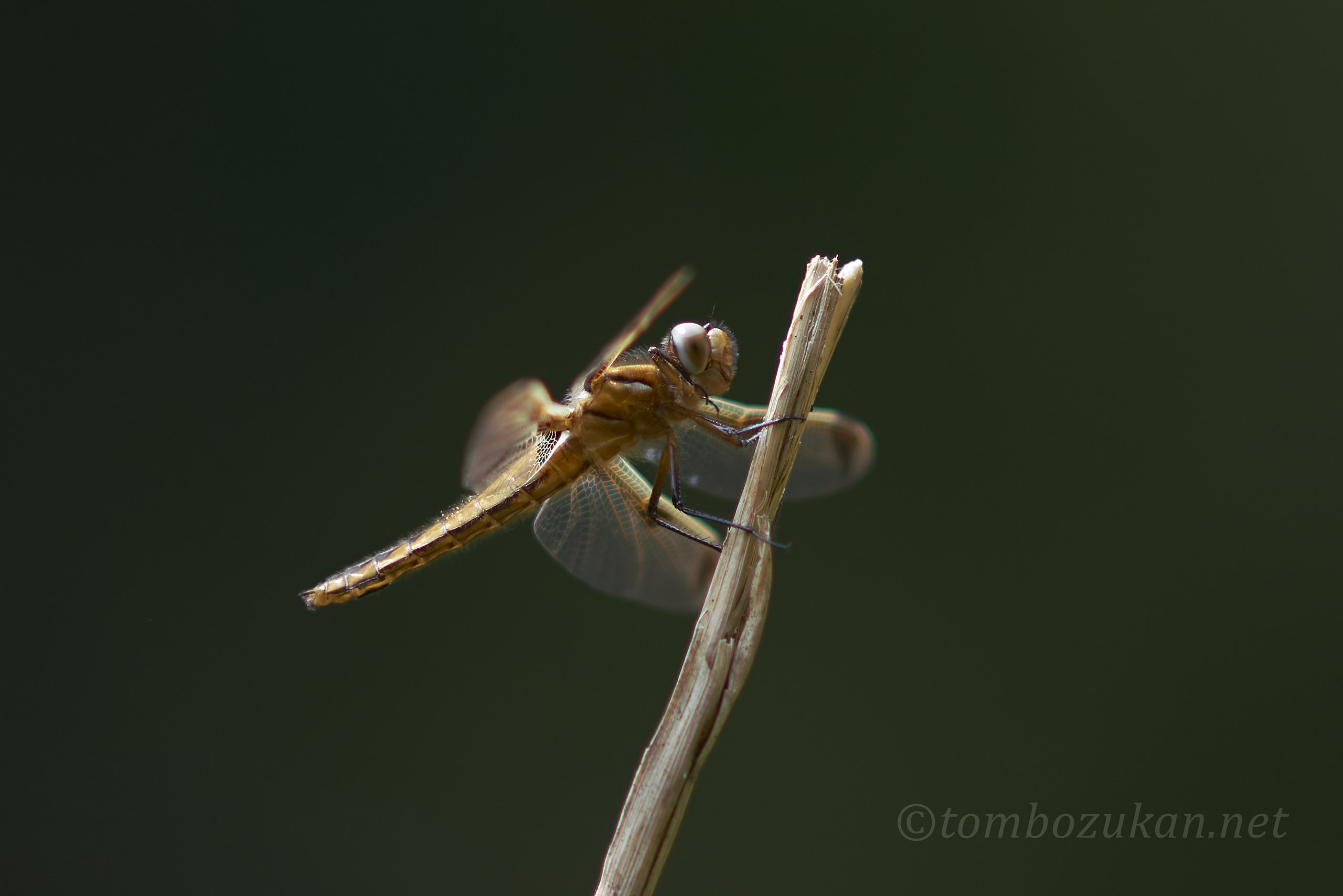 ベッコウトンボ