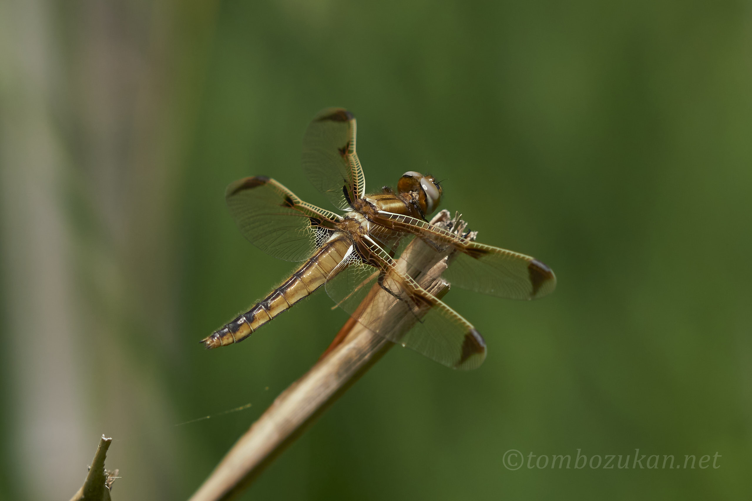 ベッコウトンボ