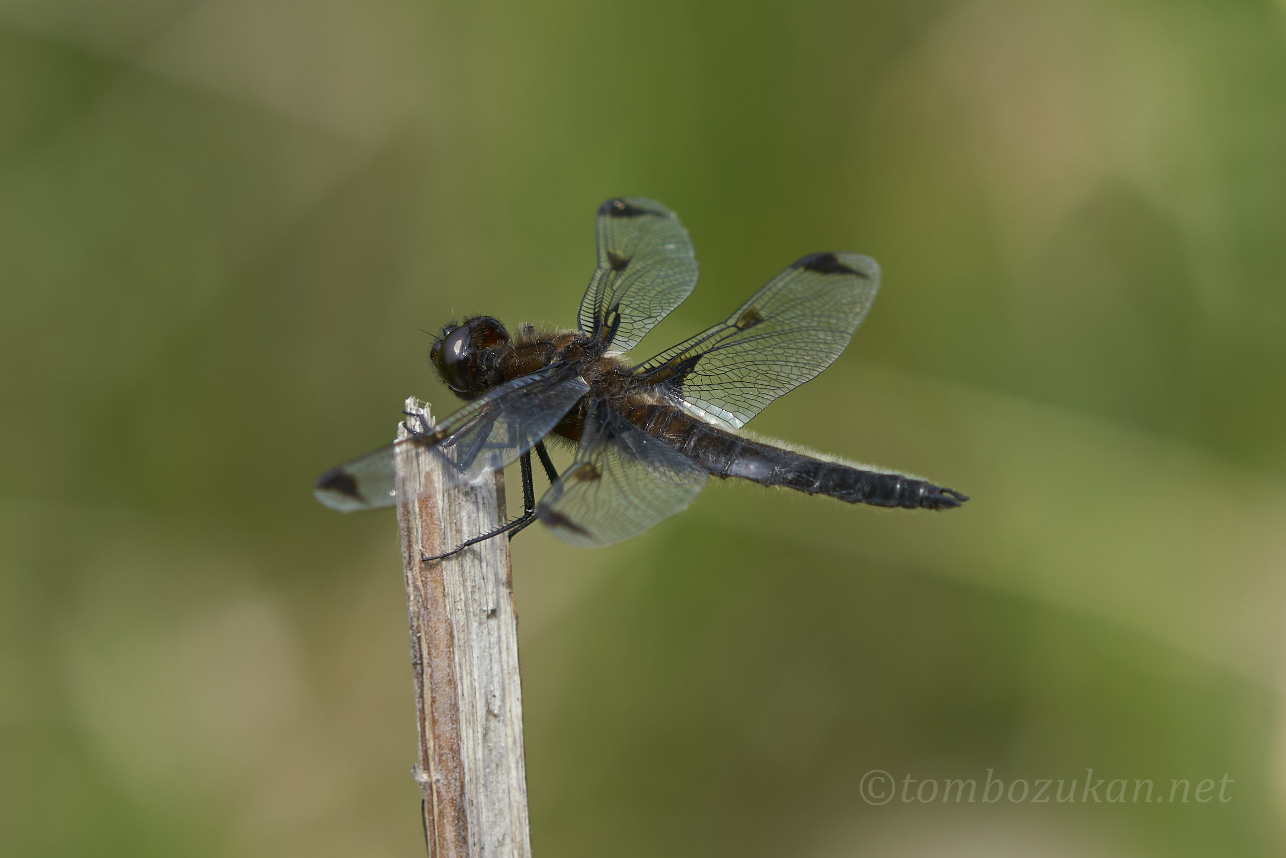ベッコウトンボ