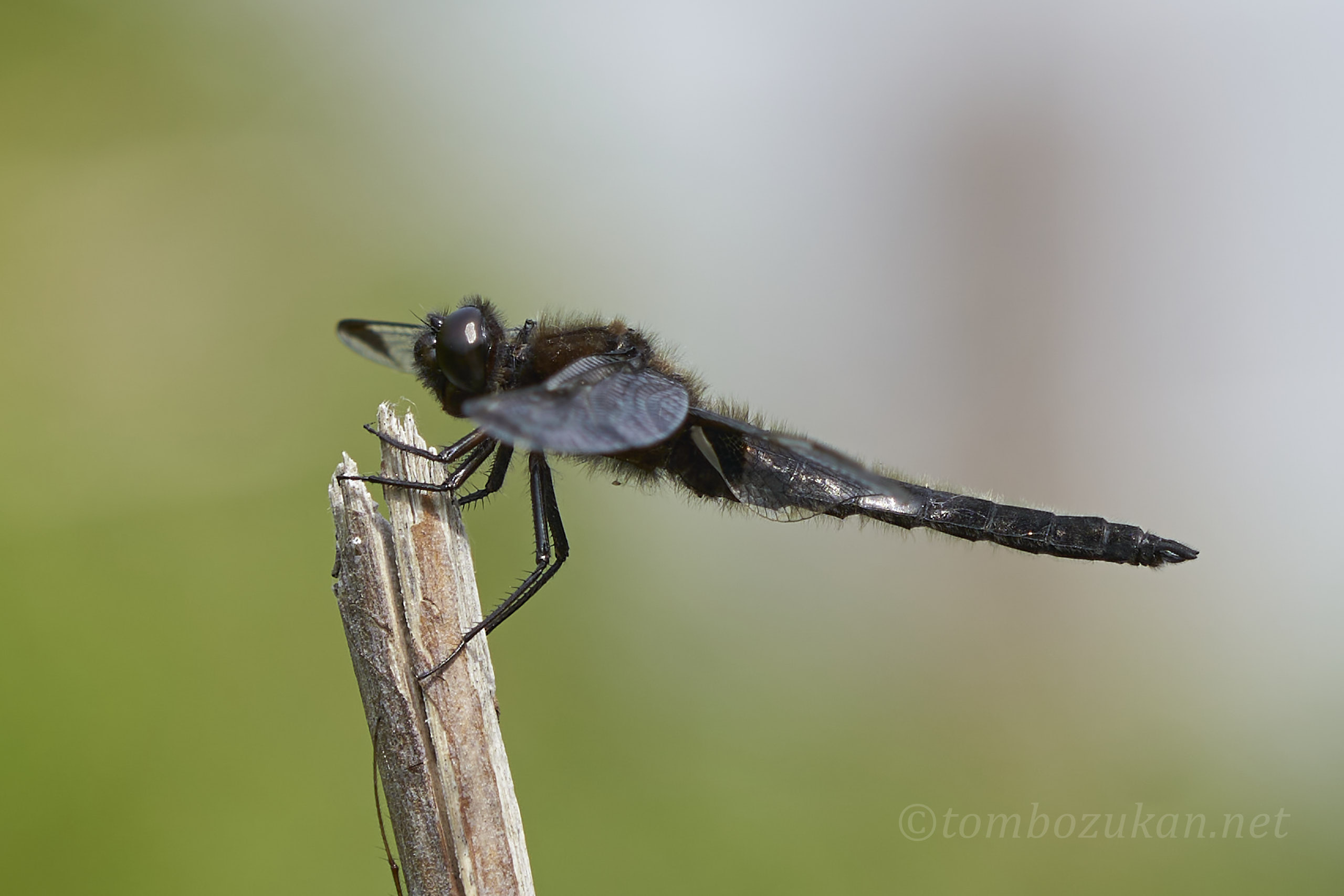 ベッコウトンボ