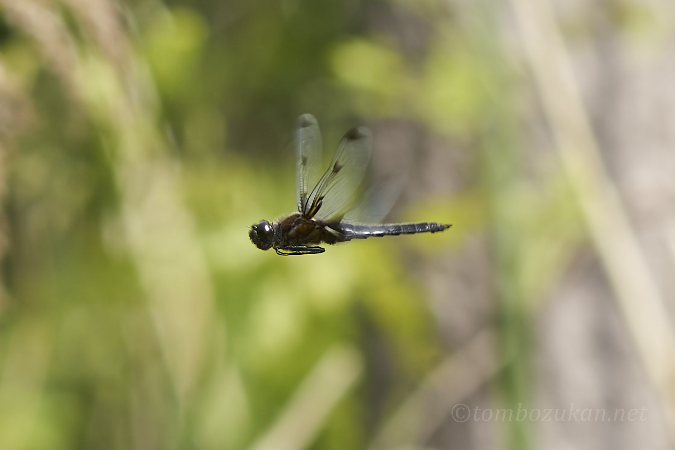 ベッコウトンボ