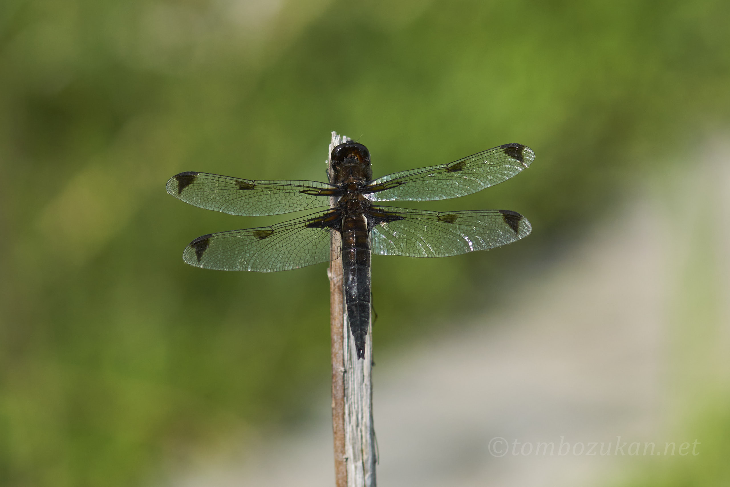 ベッコウトンボ