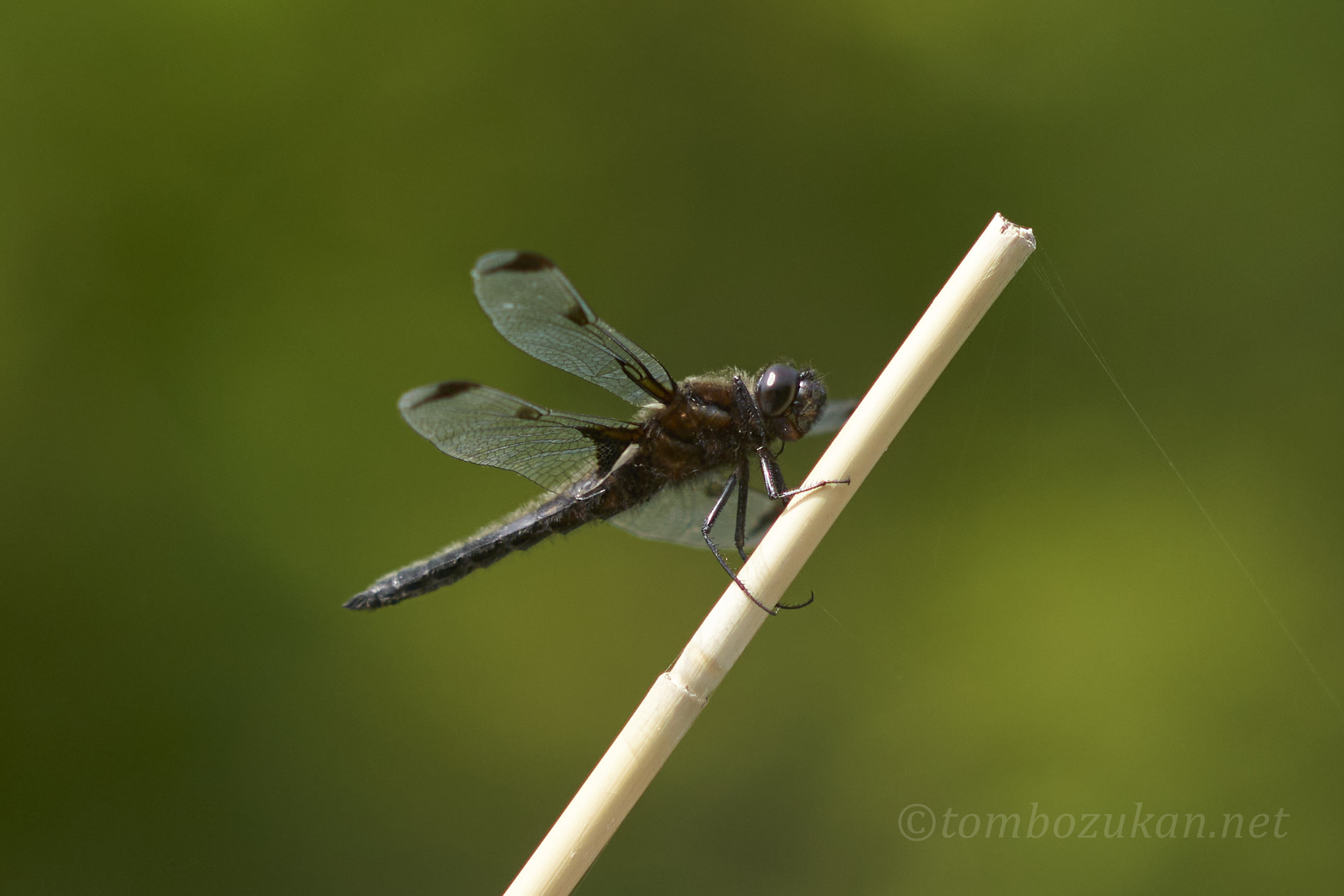 ベッコウトンボ