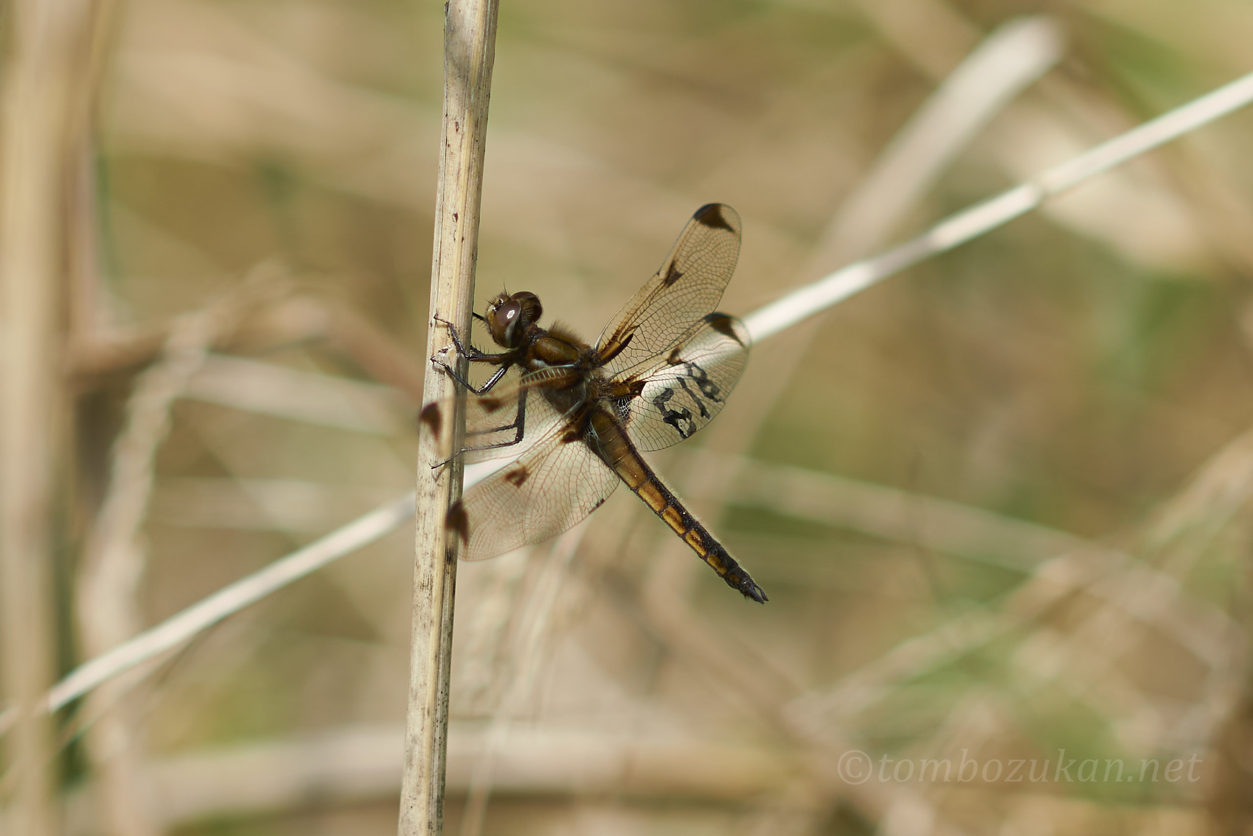 ベッコウトンボ