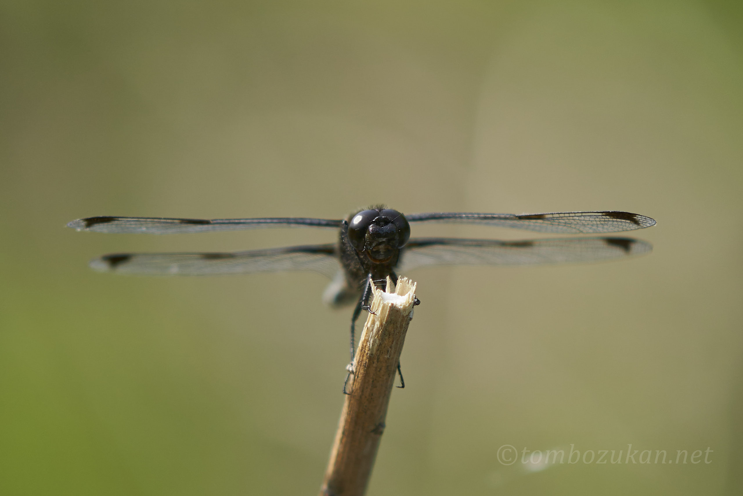 ベッコウトンボ