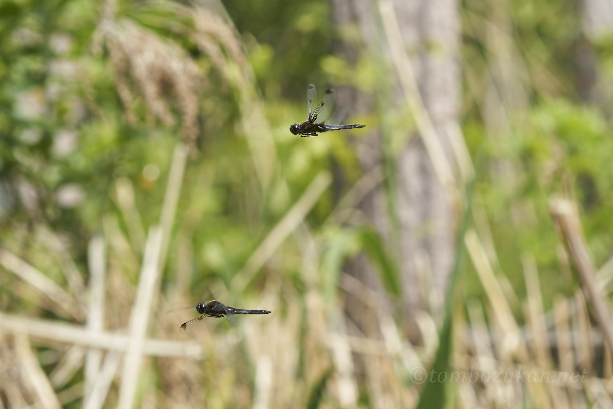 ベッコウトンボ