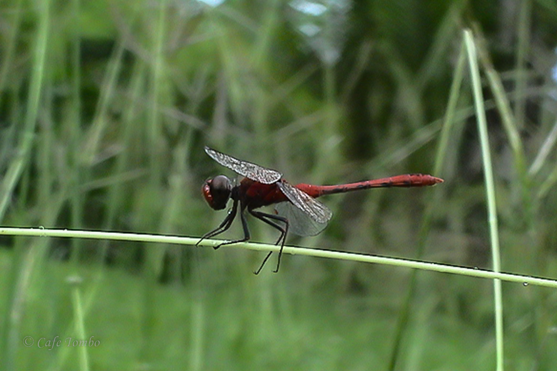 ベニヒメトンボ