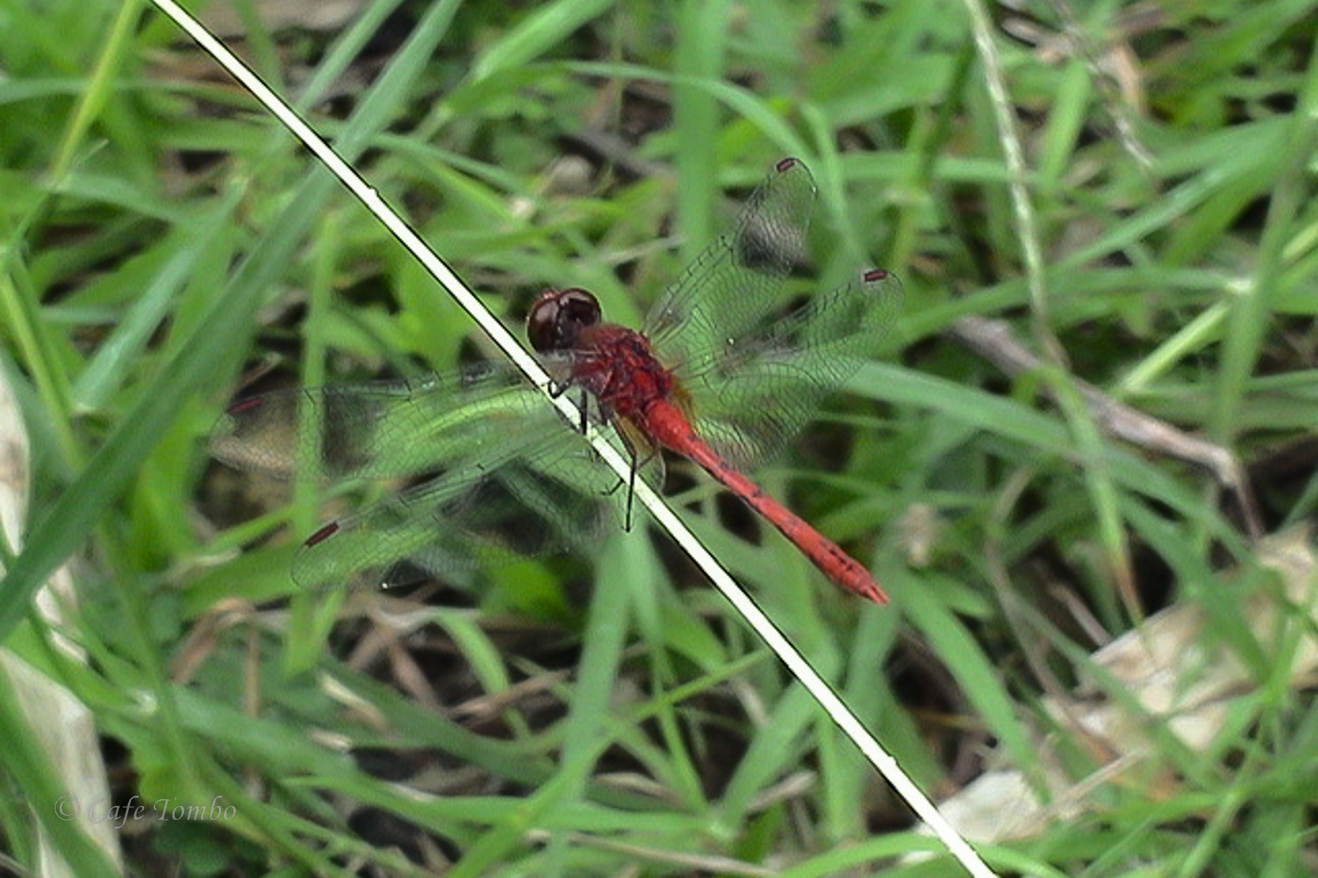 ベニヒメトンボ