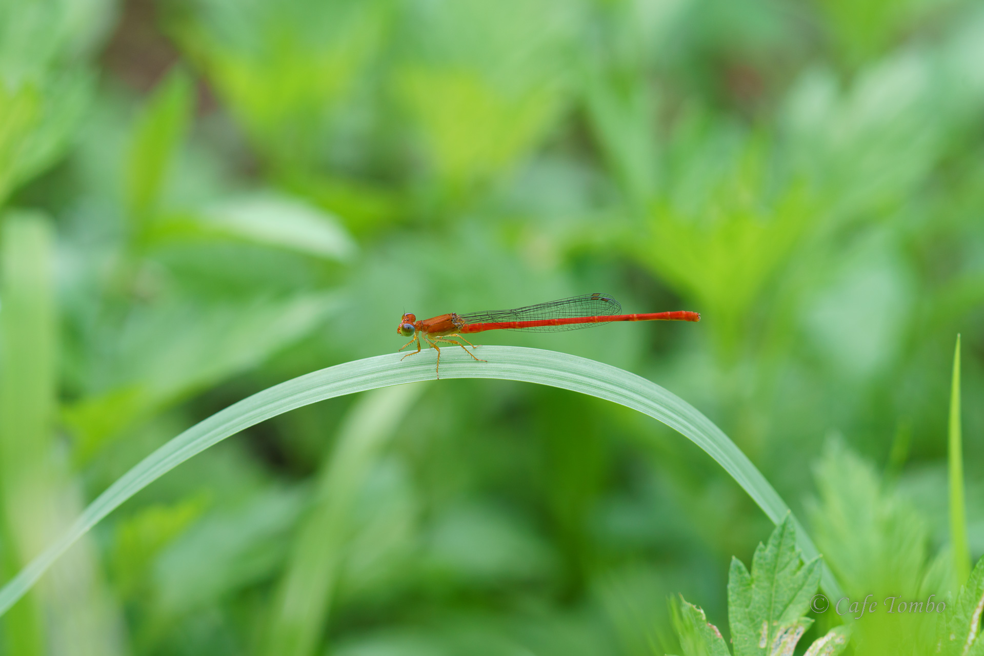 ベニイトトンボ
