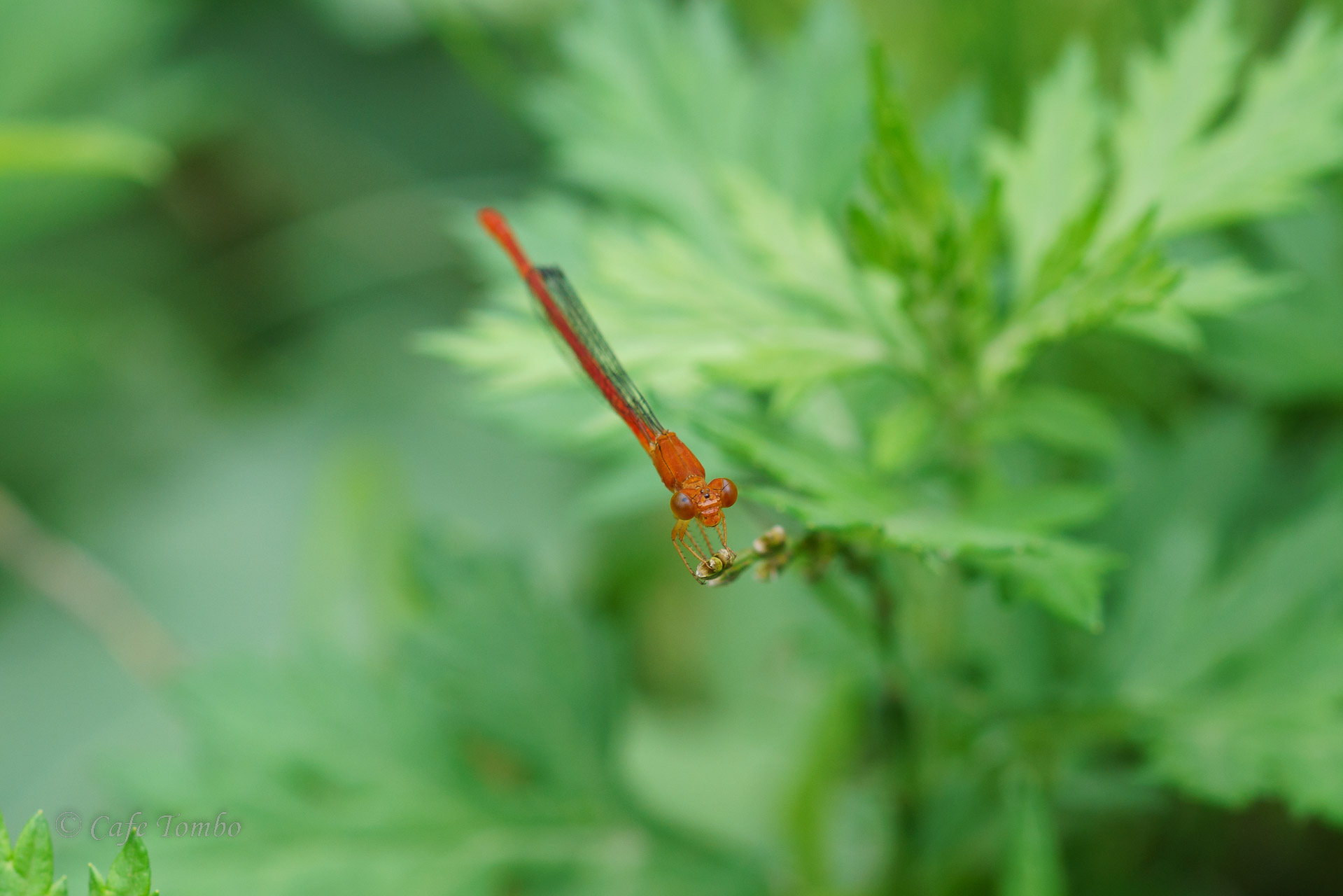 ベニイトトンボ