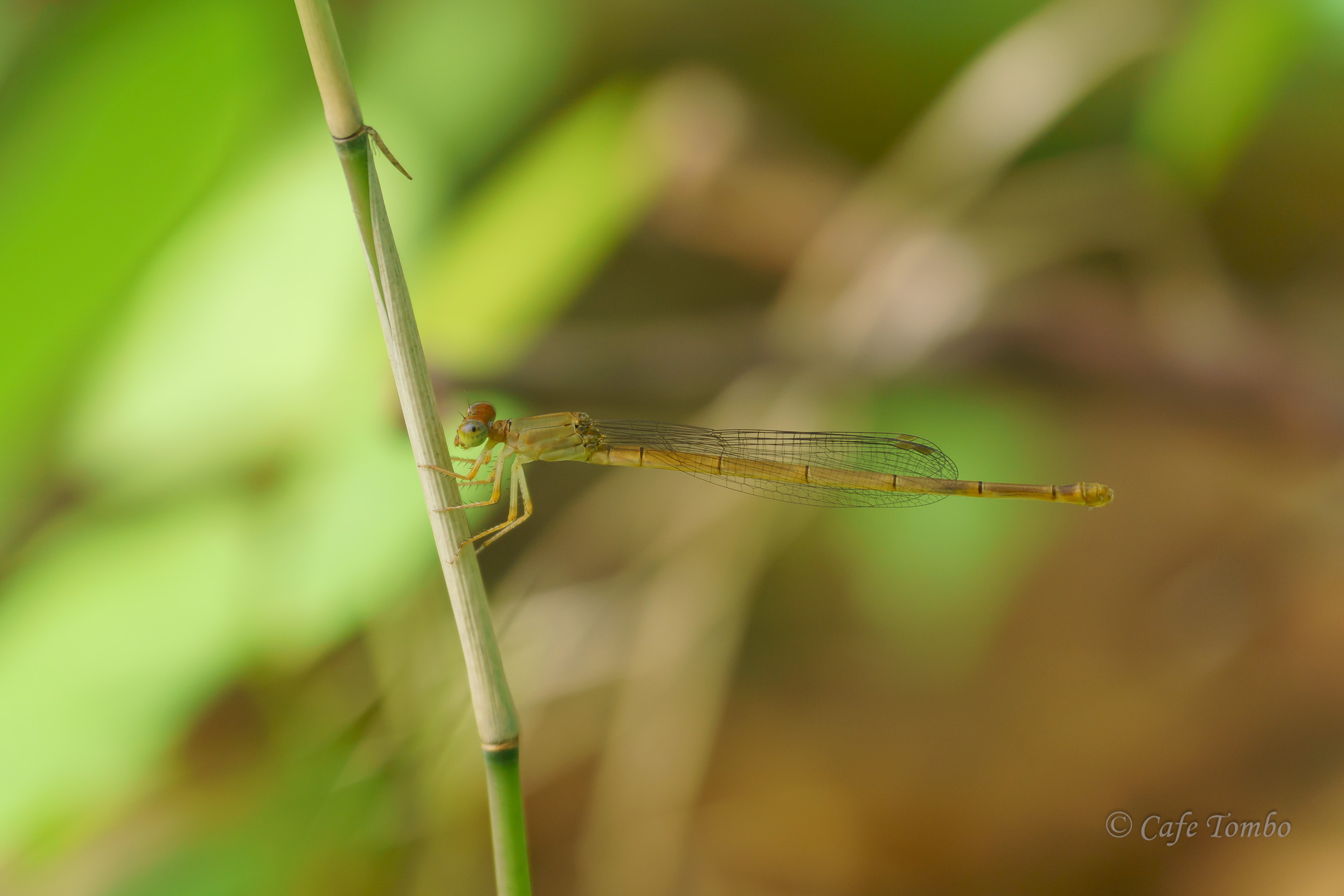 ベニイトトンボ