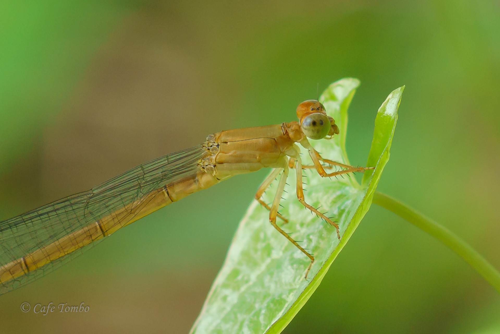 ベニイトトンボ