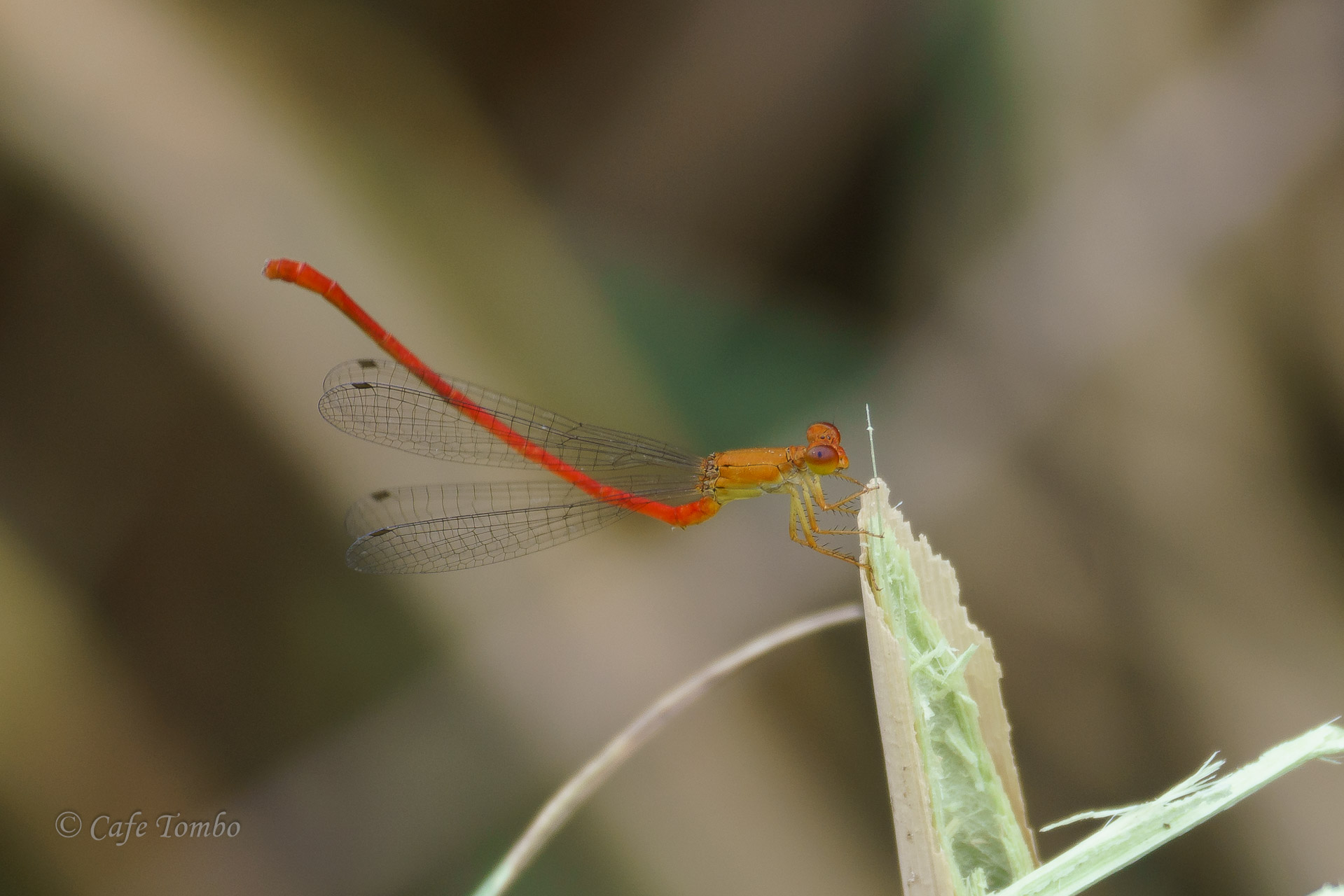 ベニイトトンボ