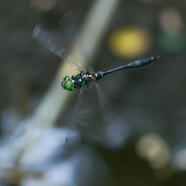 ハネビロエゾトンボ