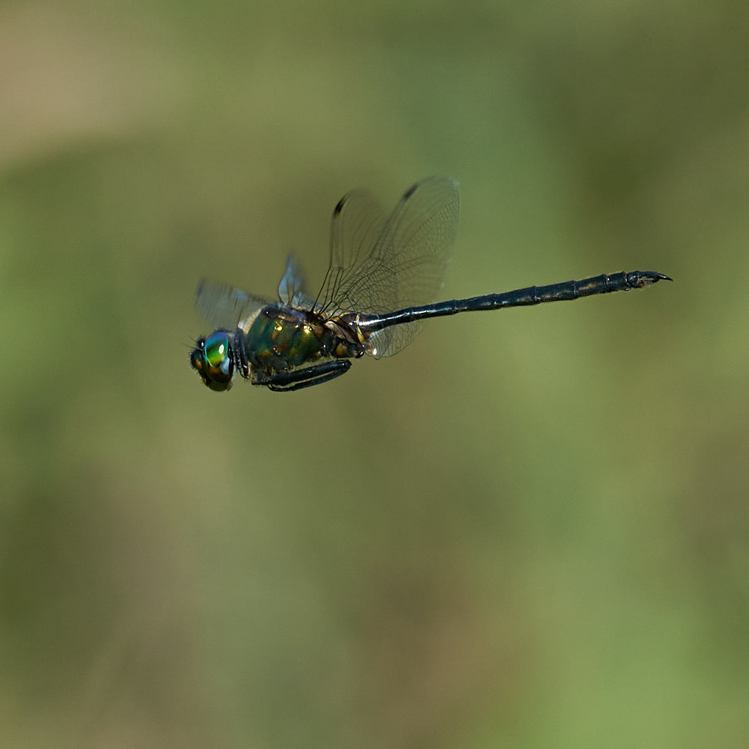 ホソミモリトンボ
