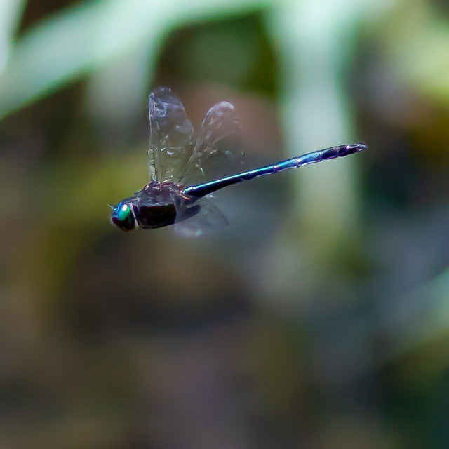 リュウキュウトンボ