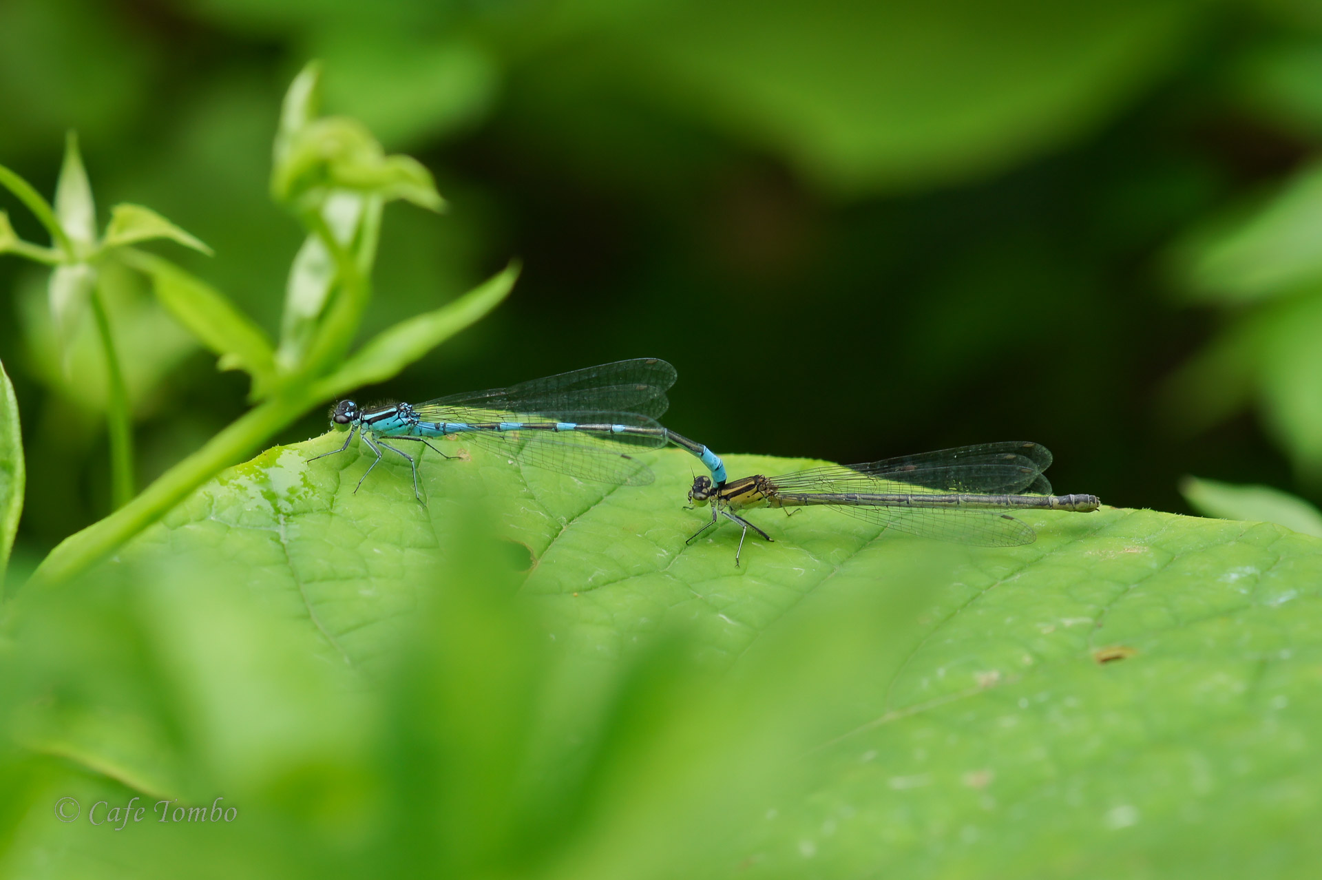 エゾイトトンボ