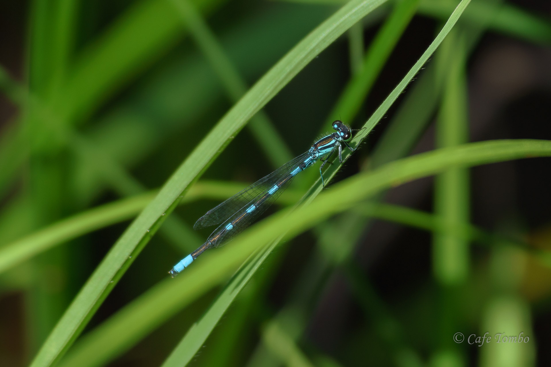 エゾイトトンボ