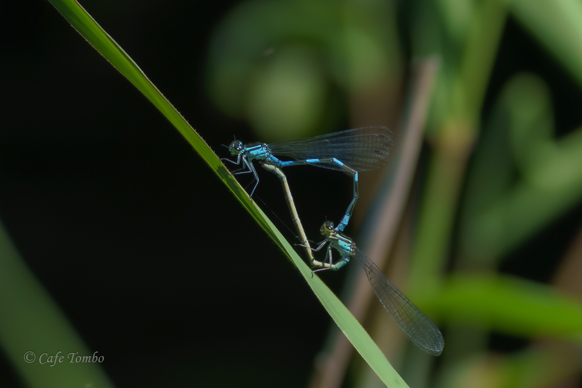 エゾイトトンボ