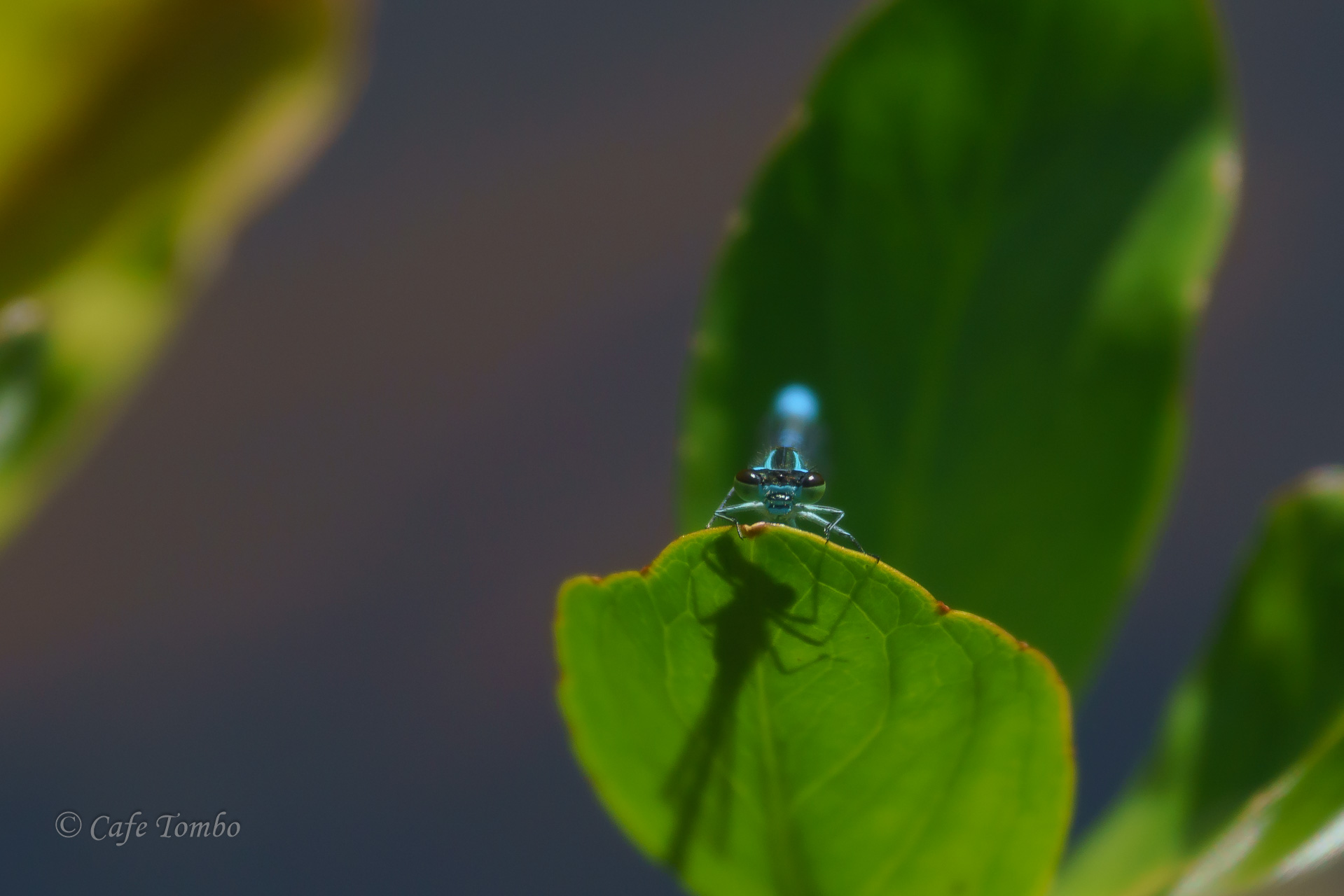 エゾイトトンボ