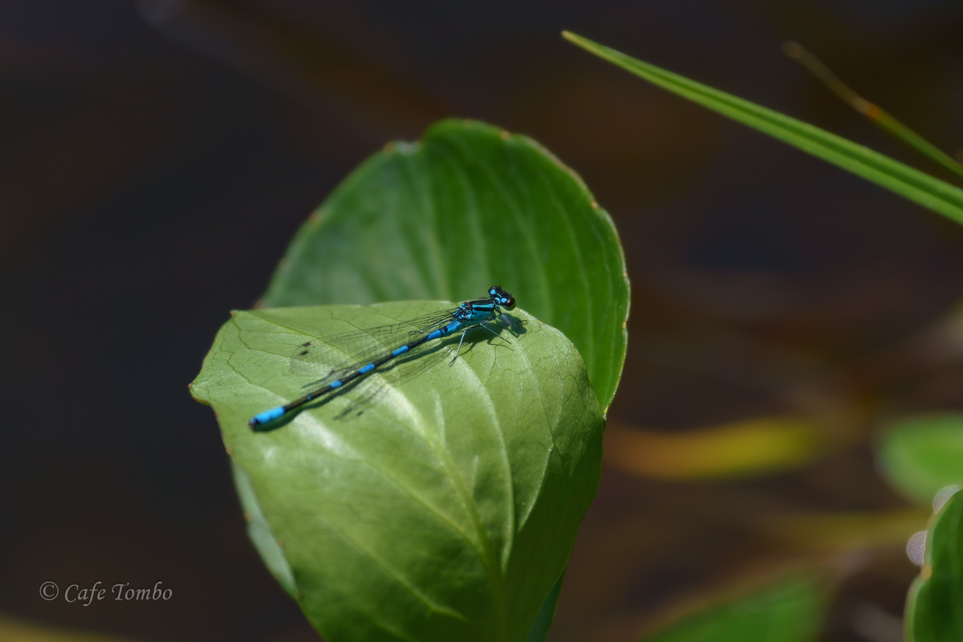 エゾイトトンボ