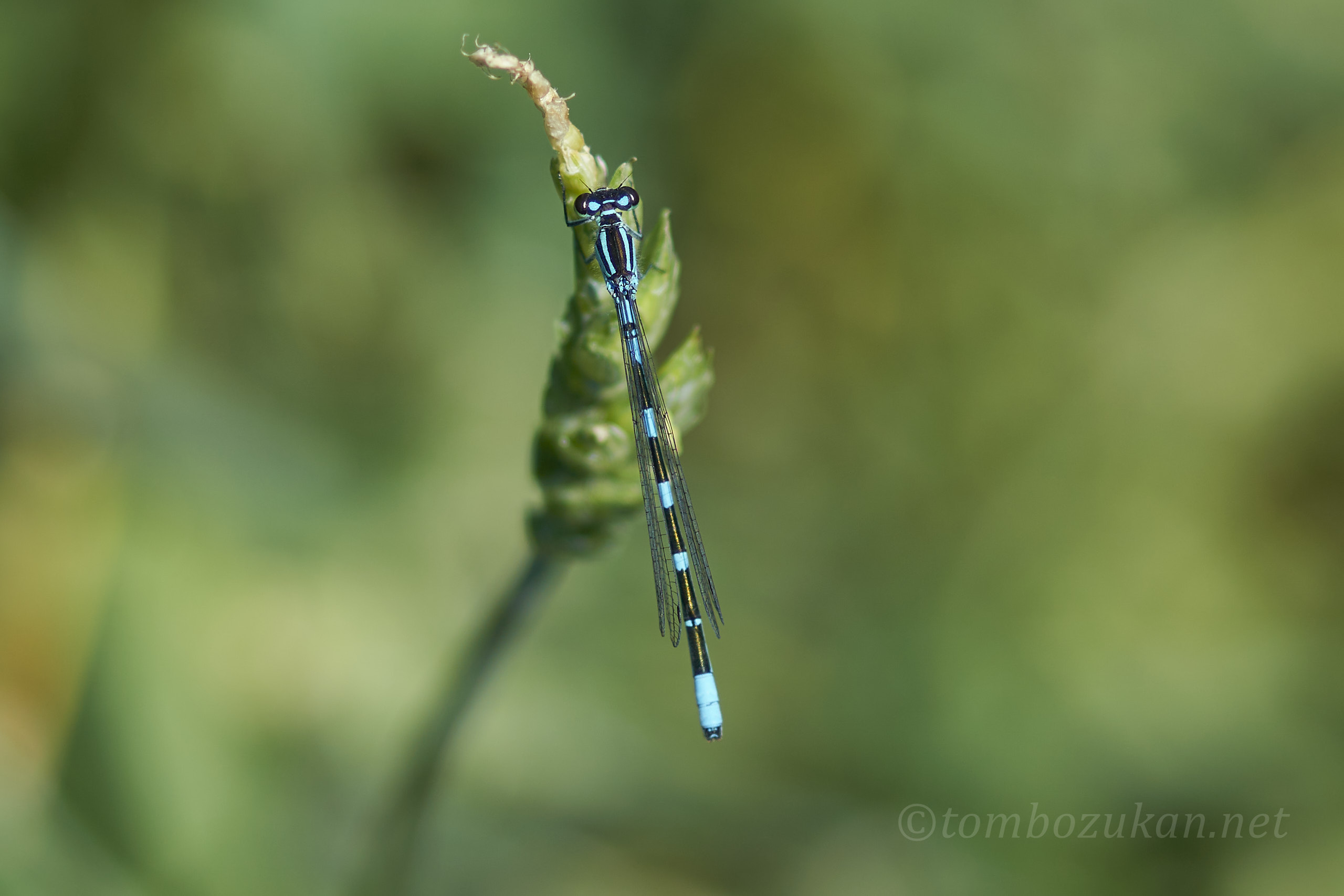 エゾイトトンボ