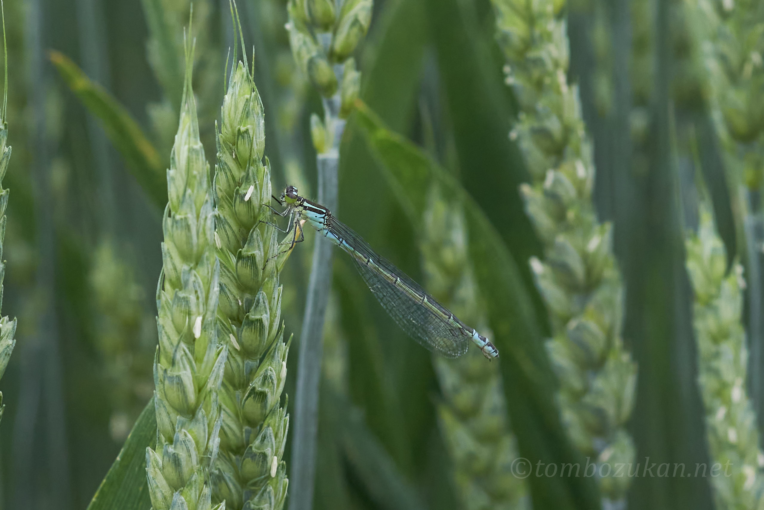 エゾイトトンボ