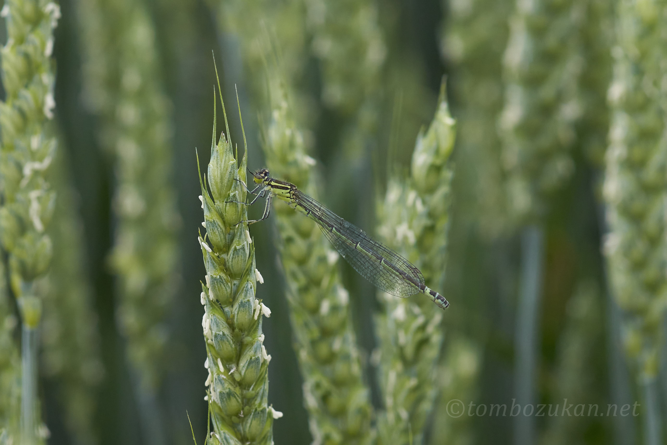 エゾイトトンボ