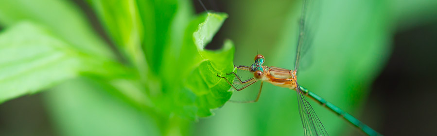 アオイトトンボ科