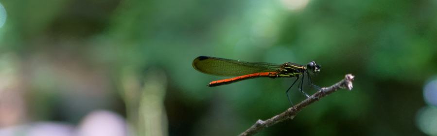 ハナダカトンボ科