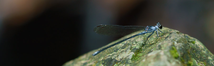 ミナミカワトンボ科