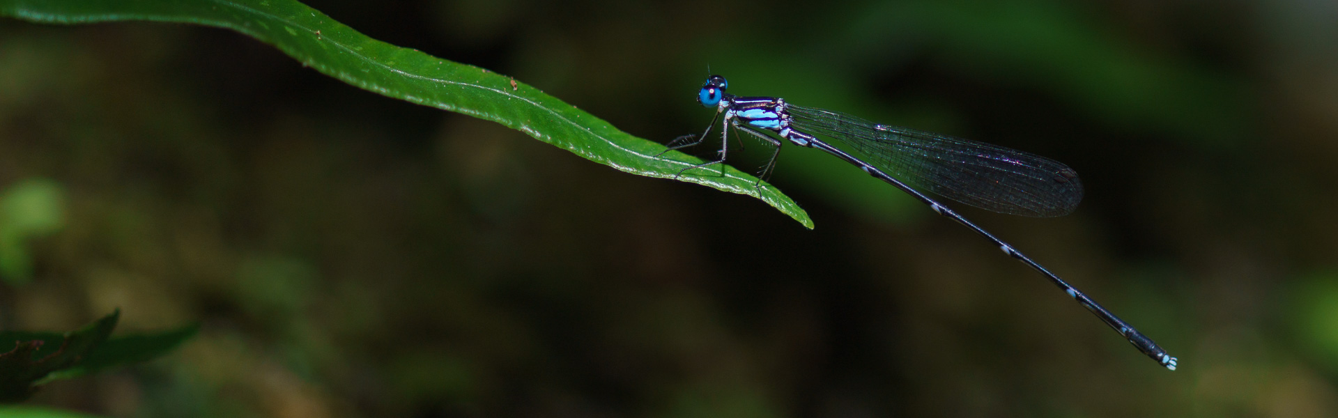 モノサシトンボ科