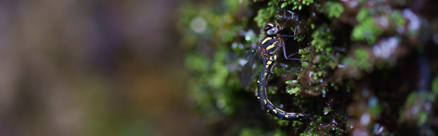 ムカシトンボ科