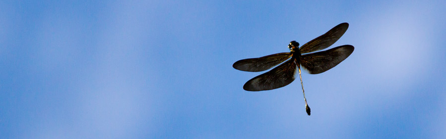 ミナミヤンマ科