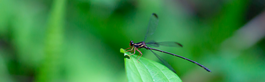 トゲオトンボ科