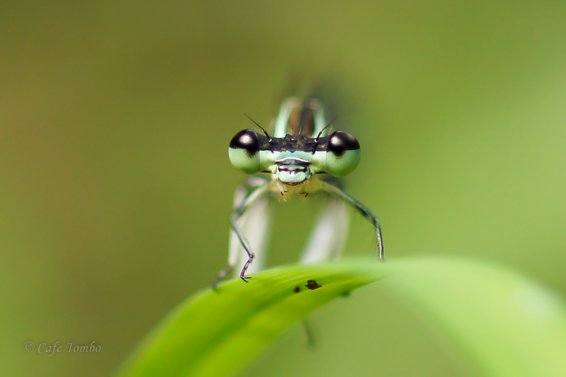 グンバイトンボ