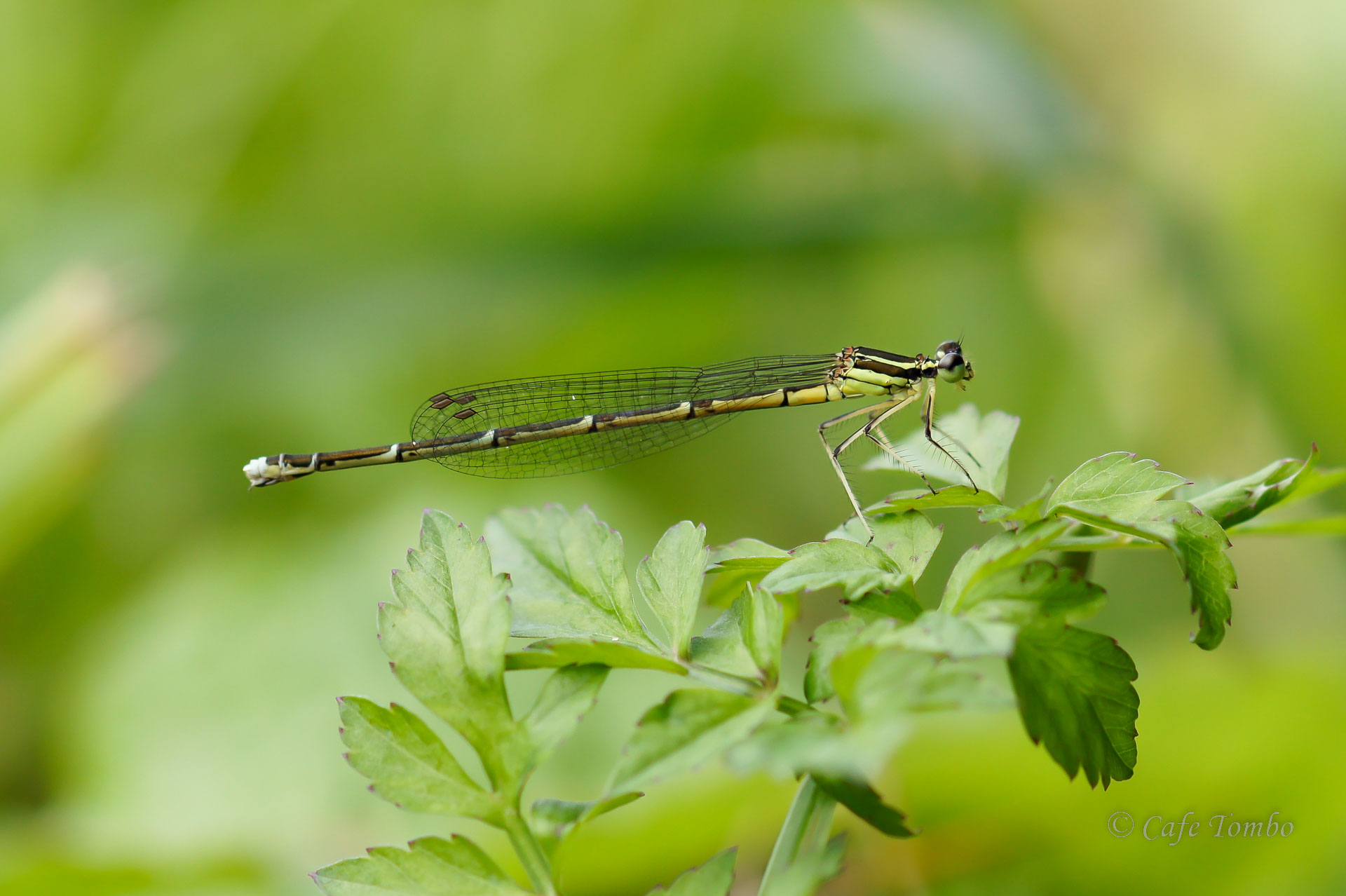 グンバイトンボ
