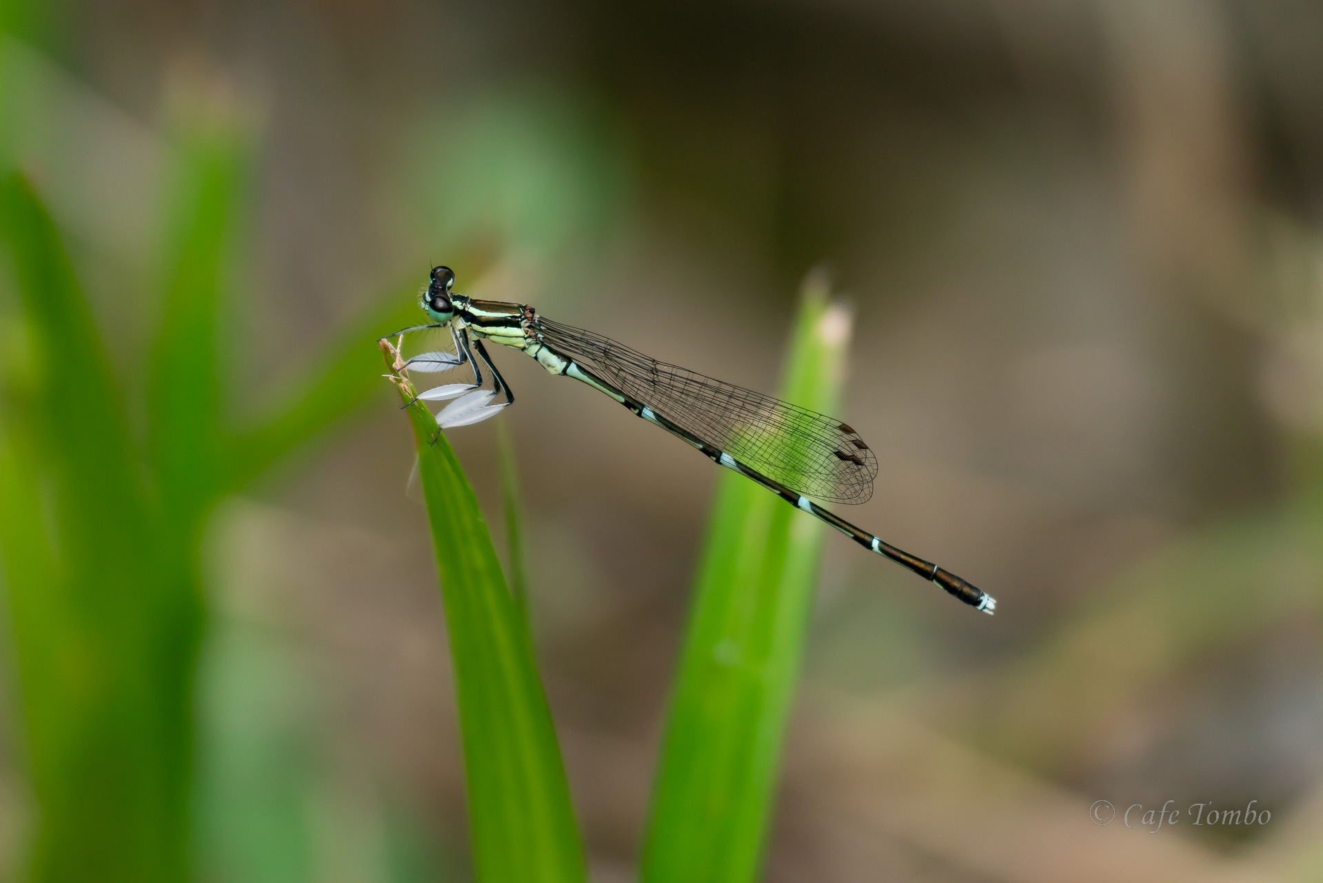 グンバイトンボ