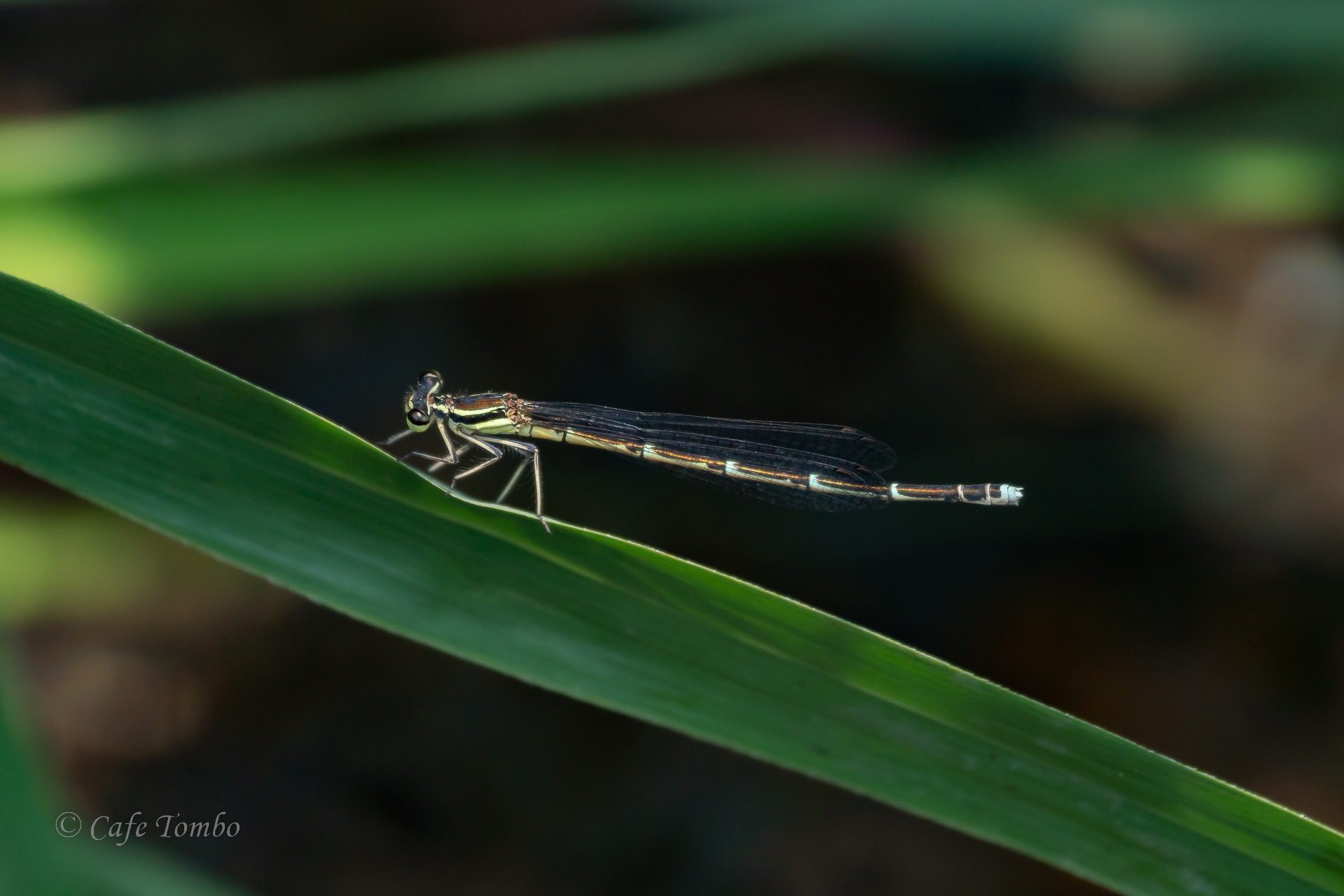 グンバイトンボ
