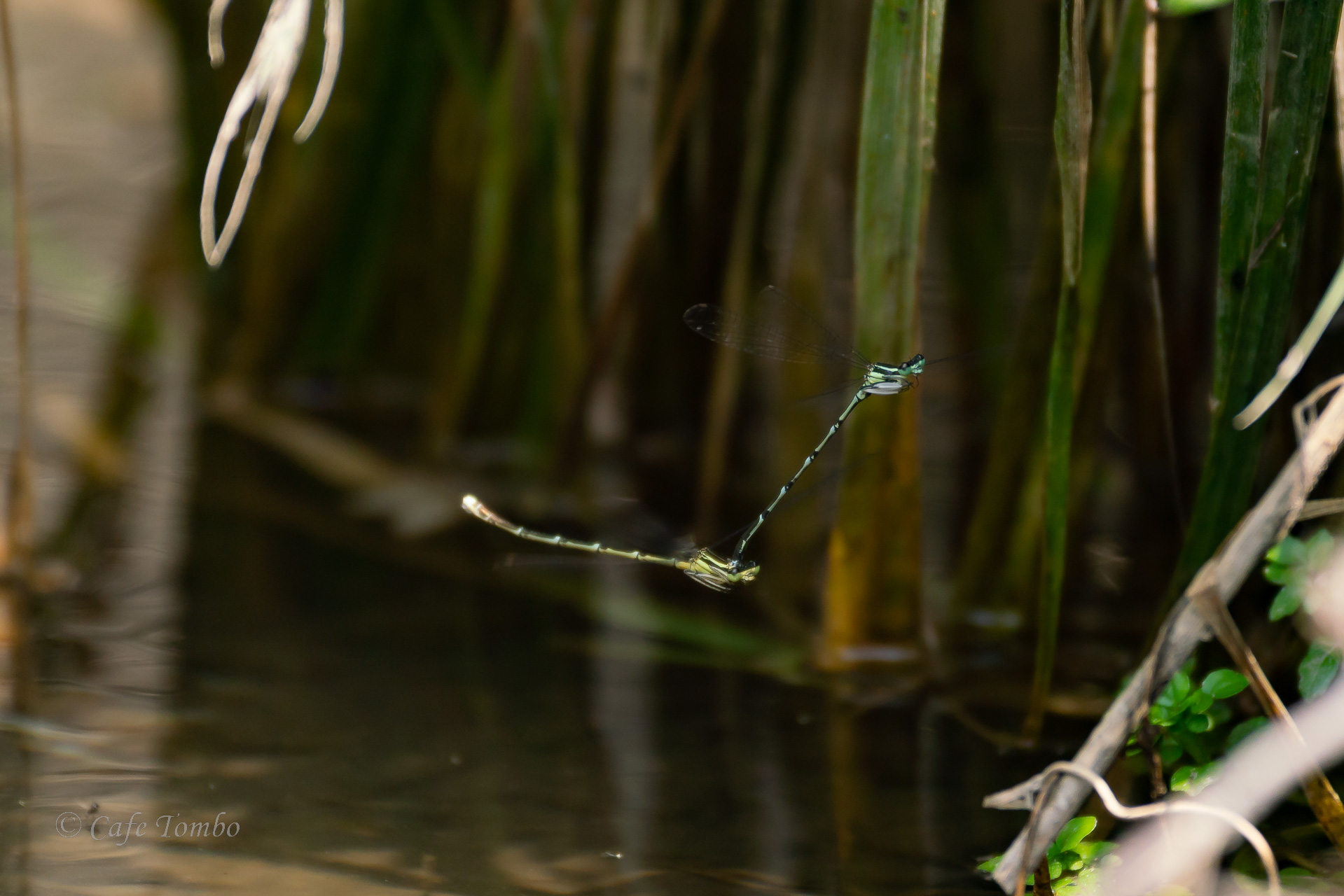グンバイトンボ
