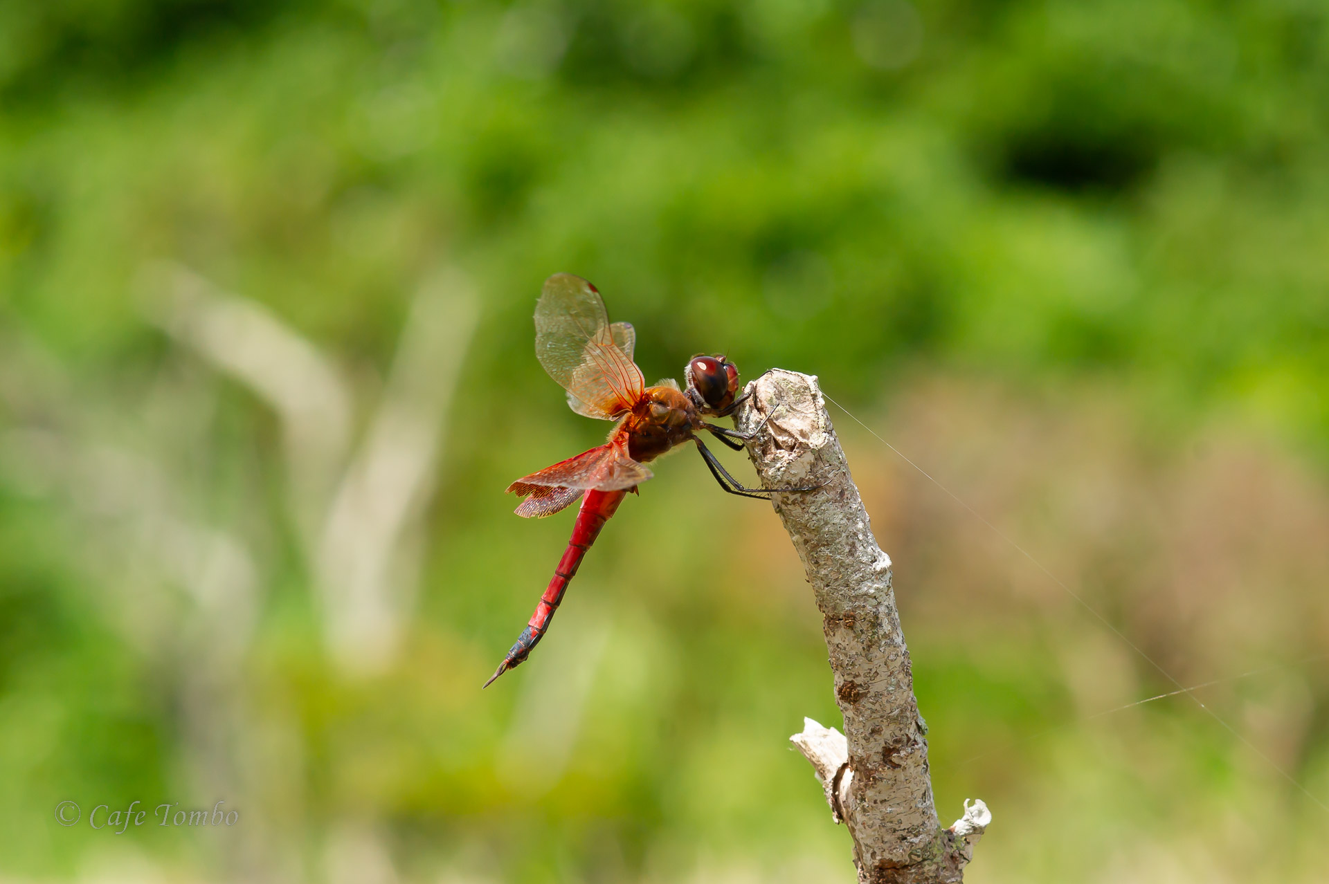 ハネビロトンボ