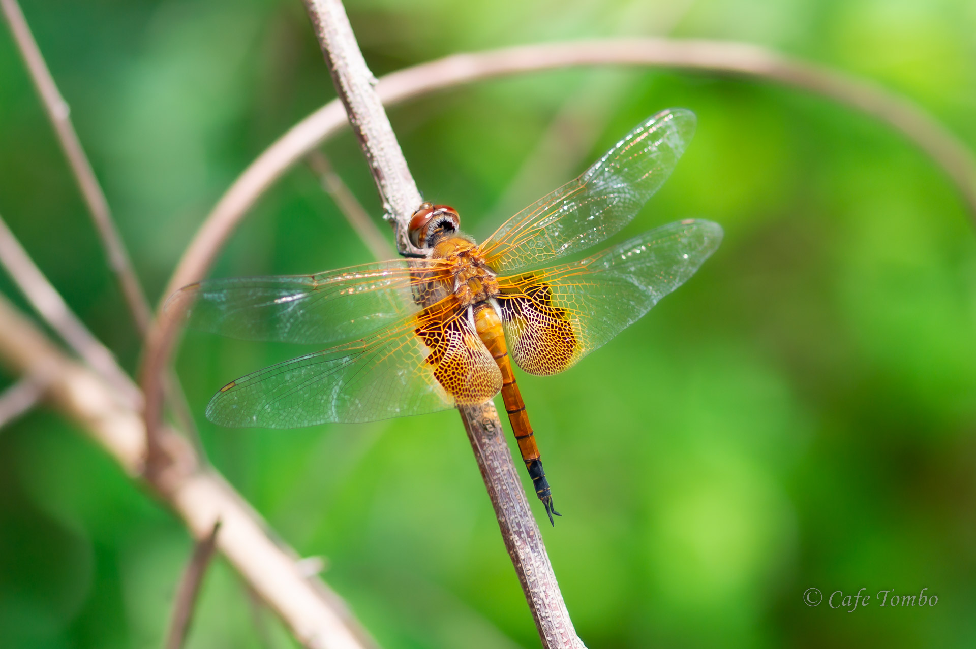 ハネビロトンボ