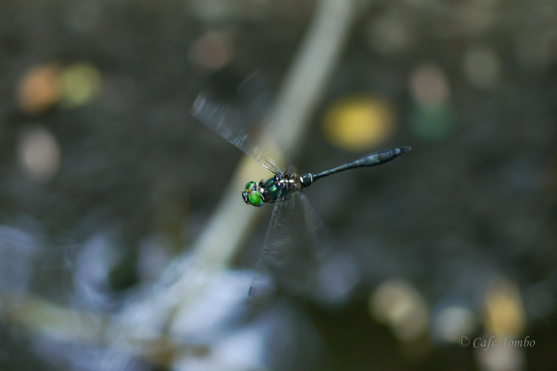 ハネビロエゾトンボ