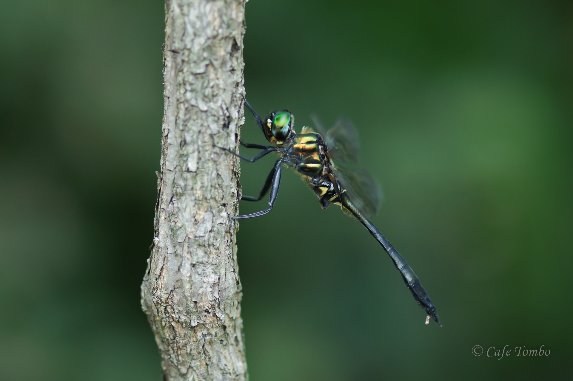 ハネビロエゾトンボ