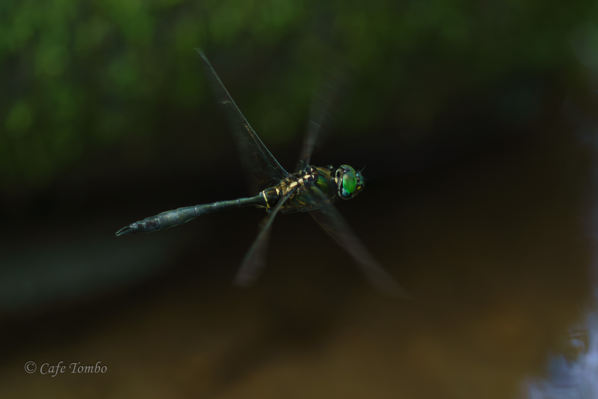 ハネビロエゾトンボ