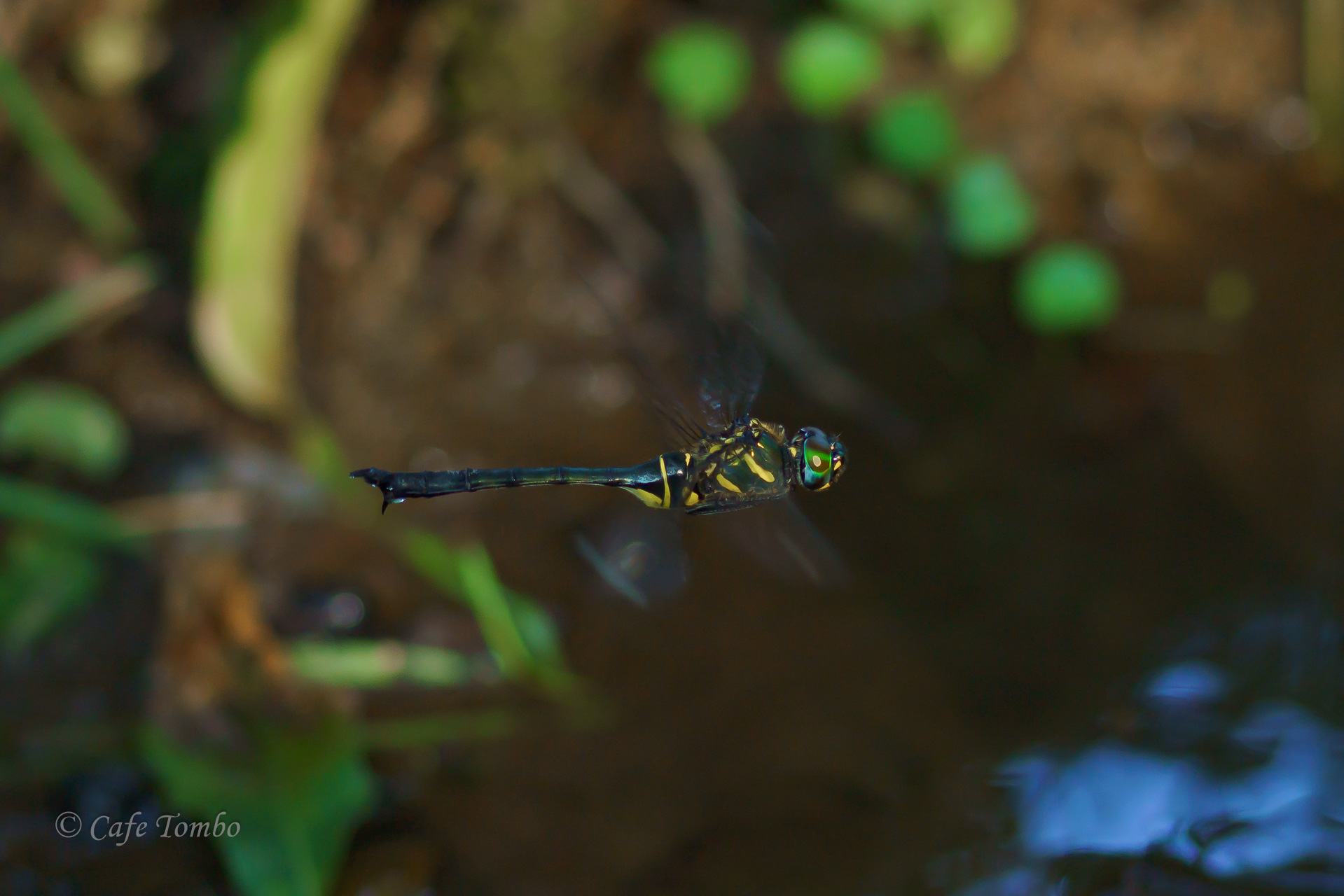 ハネビロエゾトンボ