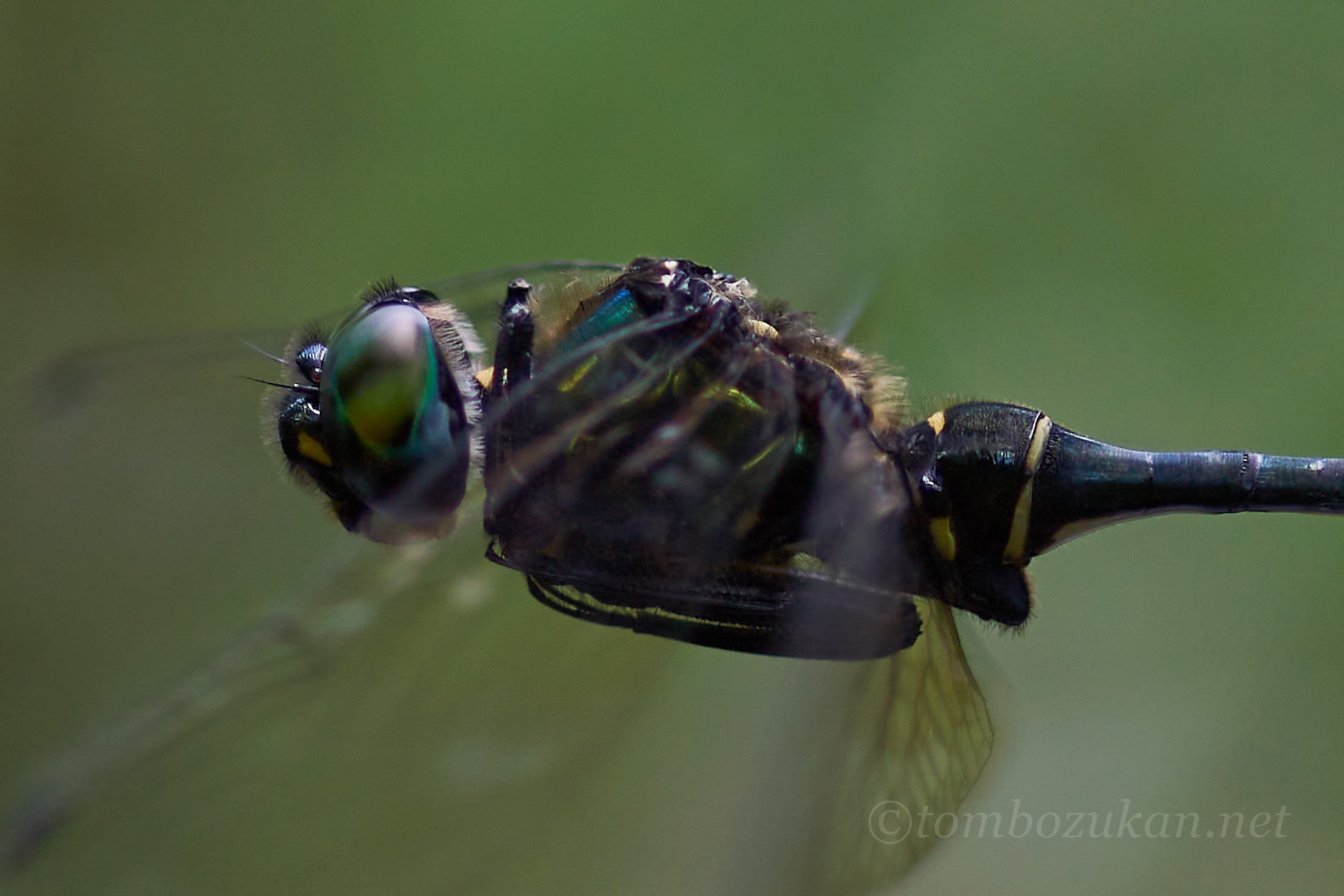 ハネビロエゾトンボ