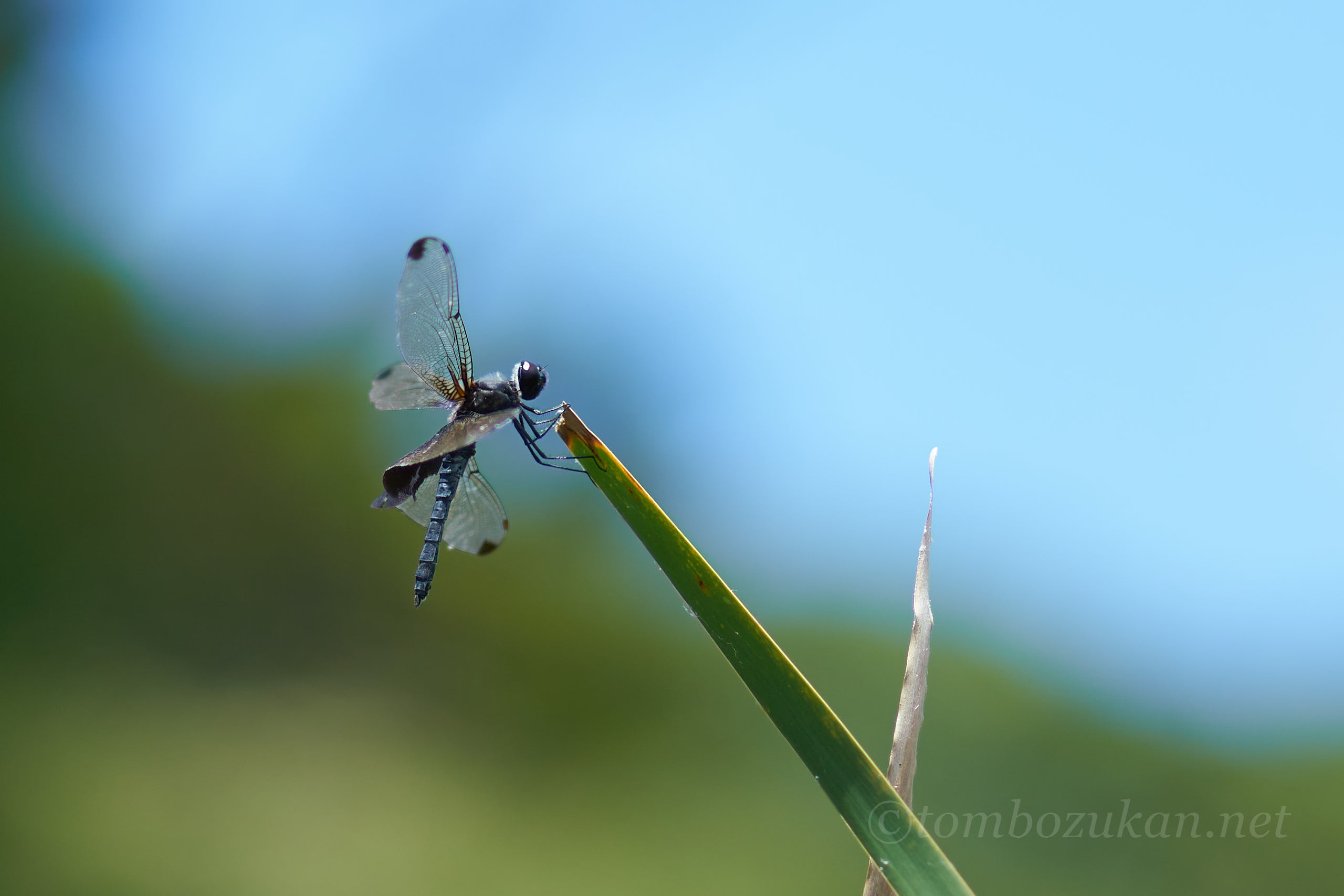 ハネナガチョウトンボ