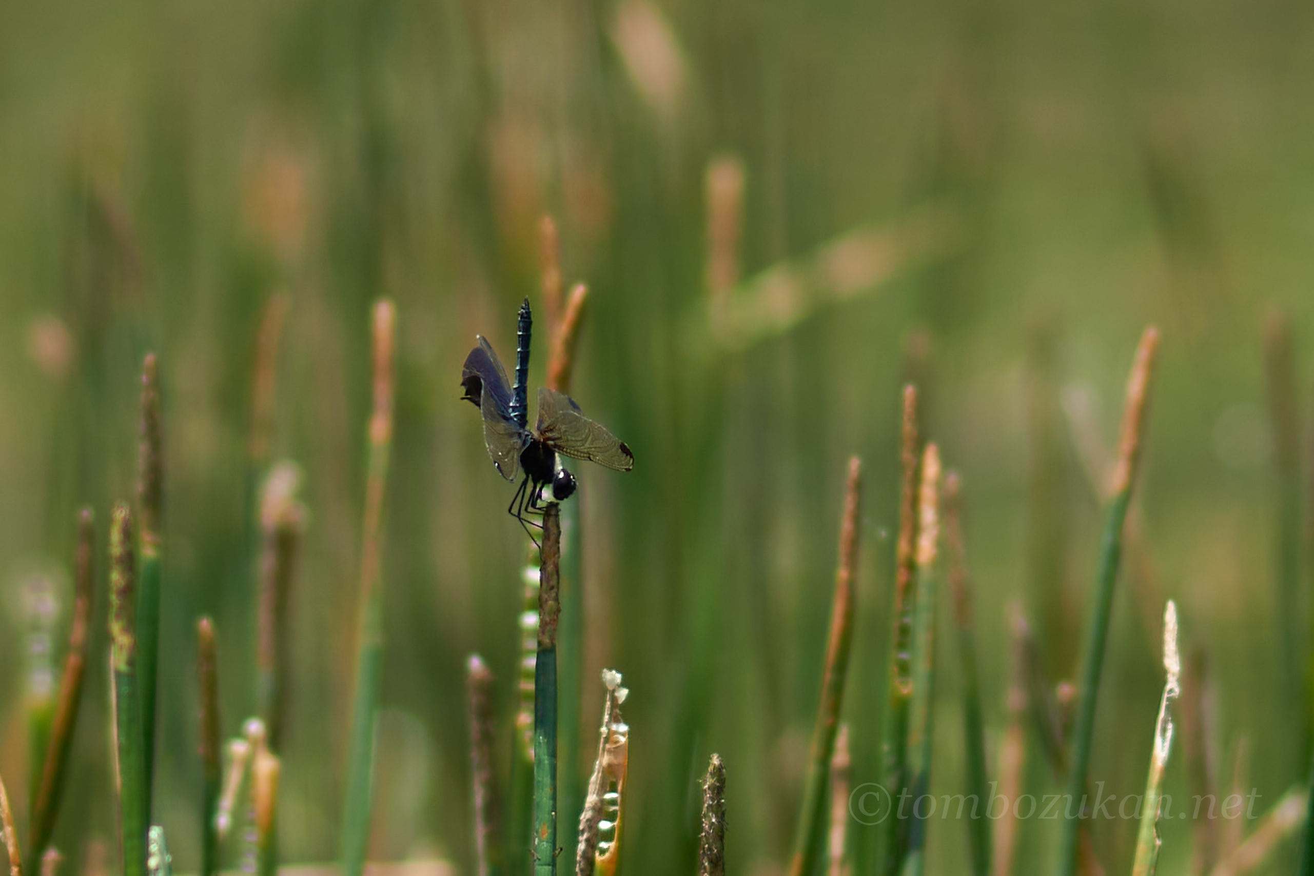 ハネナガチョウトンボ