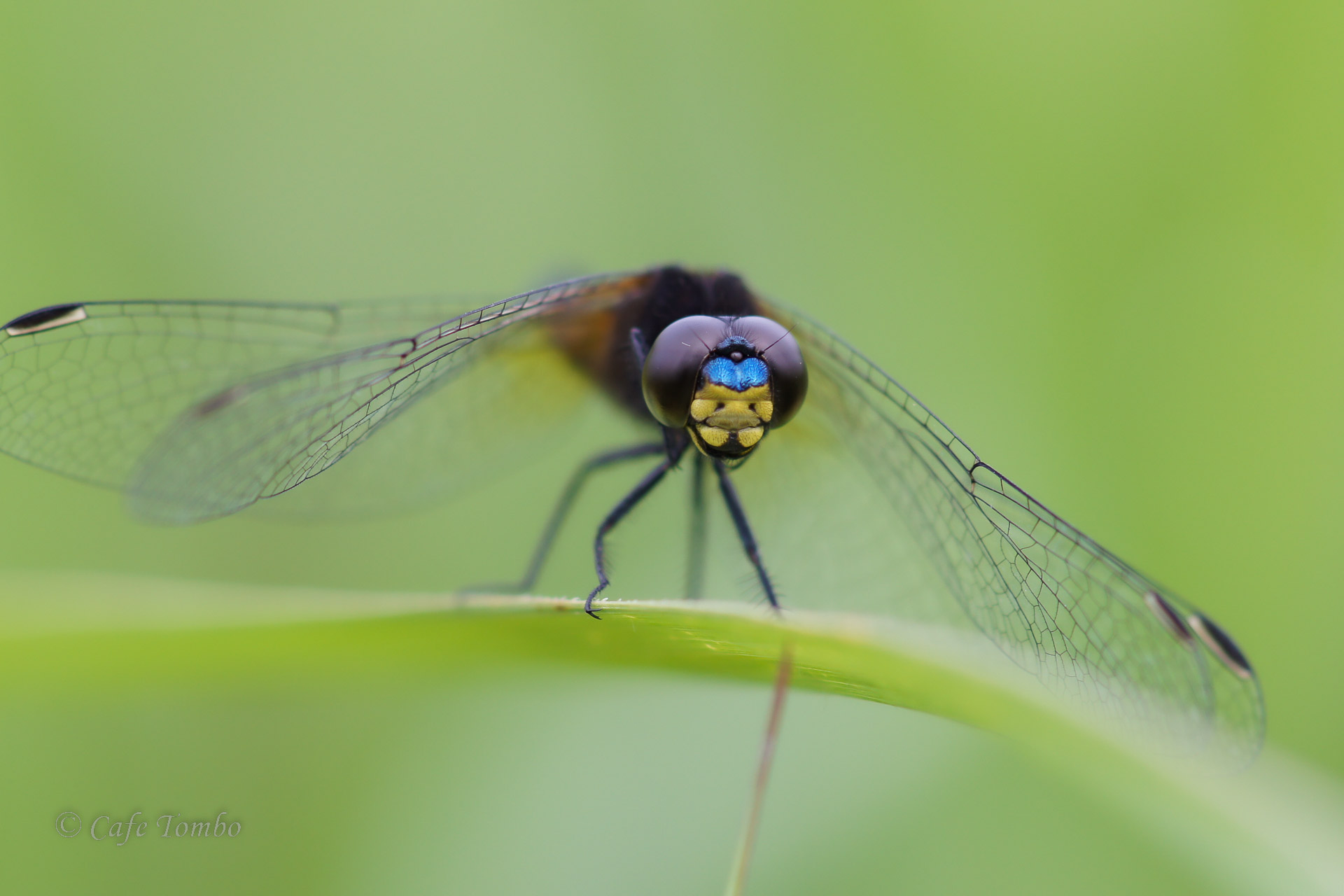 ハラビロトンボ